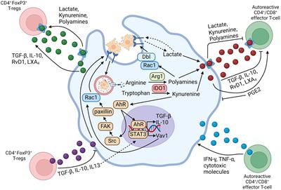 Crosstalk between efferocytic myeloid cells and T-cells and its relevance to atherosclerosis